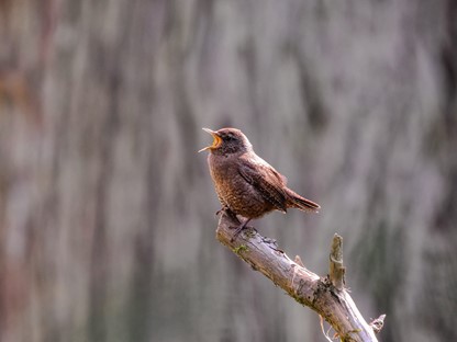 Vogelgeluiden herkennen tijdens je boswandeling