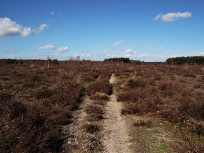 Heide Natuurgebied De Maashorst