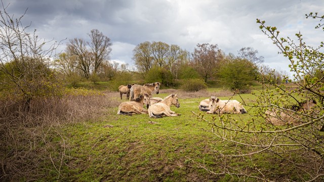 afbeelding van chillende konikpaarden langs het Eldensche Veldpad.