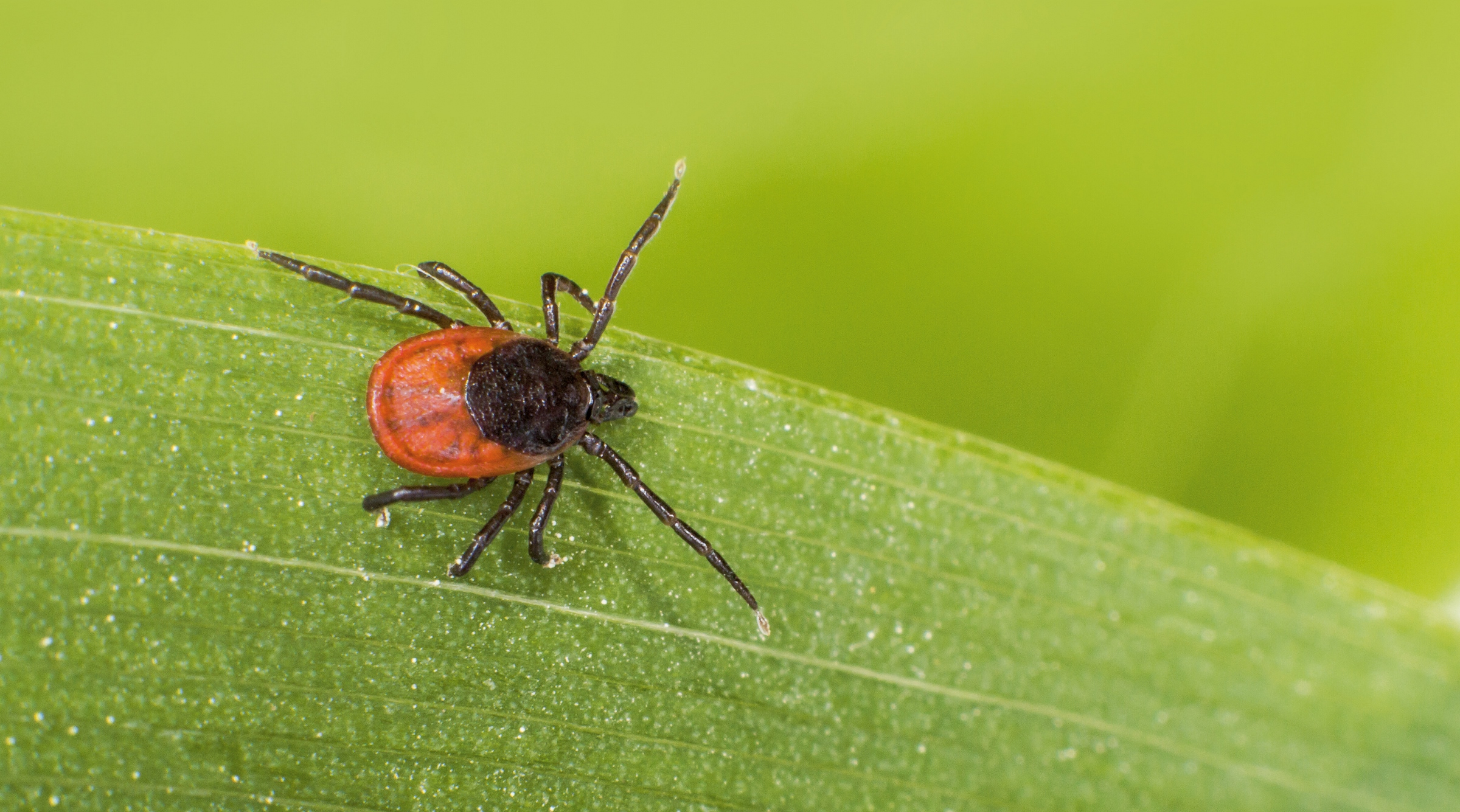 Header | Feitjes over teken