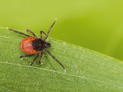 Header | Feitjes over teken