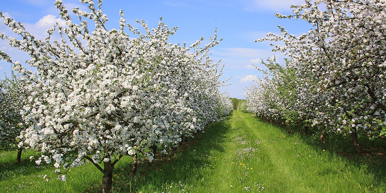 Header | Wandelen in de lente: 5 routes langs bloeiende fruitbomen