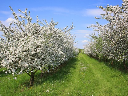 Header | Wandelen in de lente: 5 routes langs bloeiende fruitbomen
