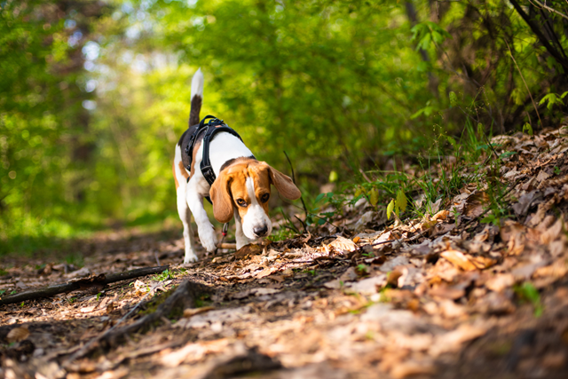 De Mooiste Losloopgebieden Voor Je Hond En Voor Jou Brunsummerheide