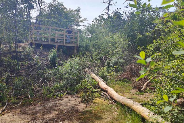 vanaf het vlonderpad kijk je naar ruige natuur en omgevallen bomen.