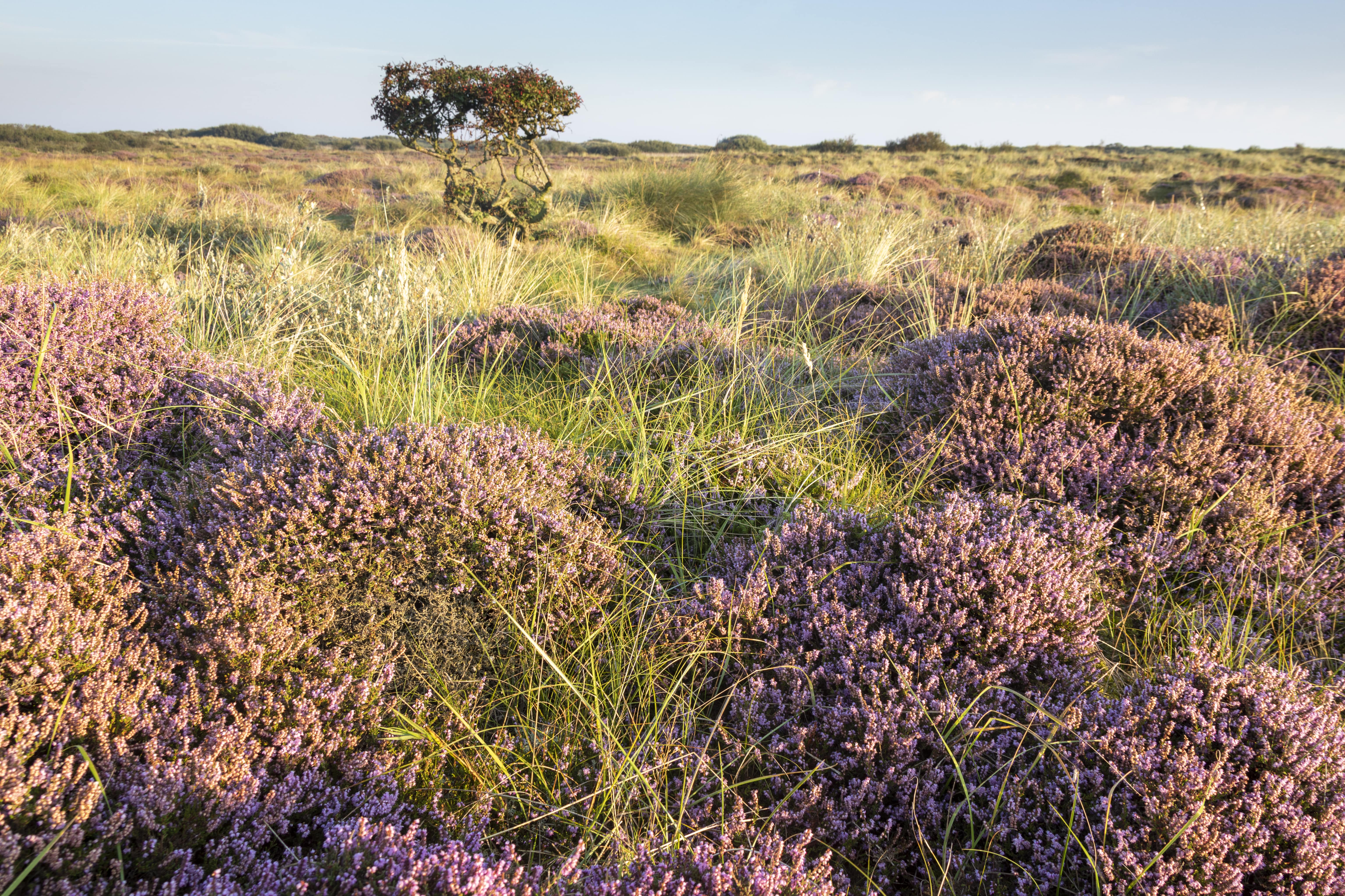 Wandelroutes Ameland (2)