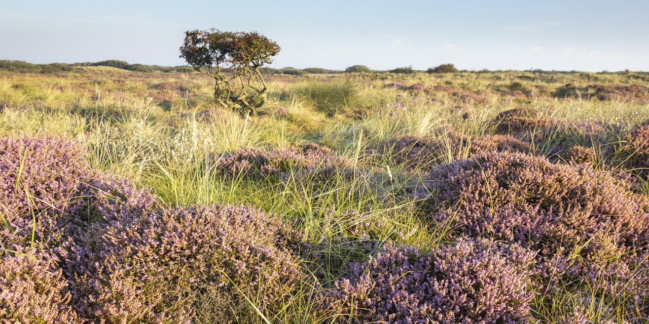 Wandelroutes Ameland (2)