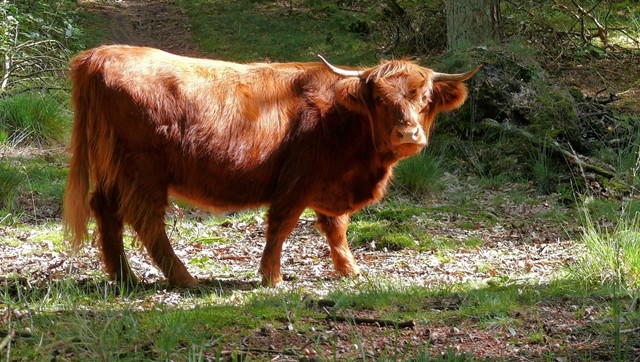 Schotse Hooglander