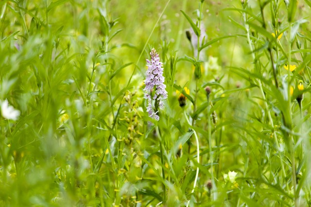 orchidee en andere wilde grasplanten.
