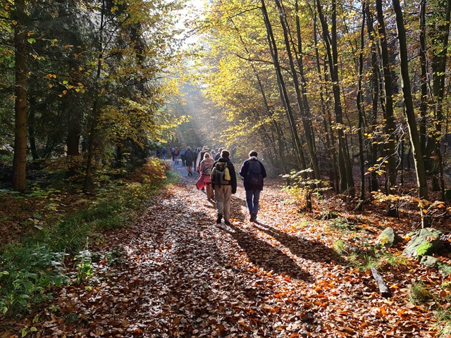 Wandelaars in het bos