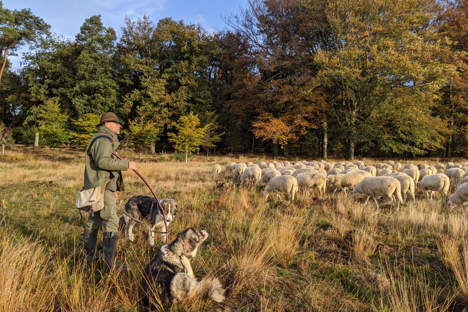 schaapsherder met schaapskudde en honden op de heide.
