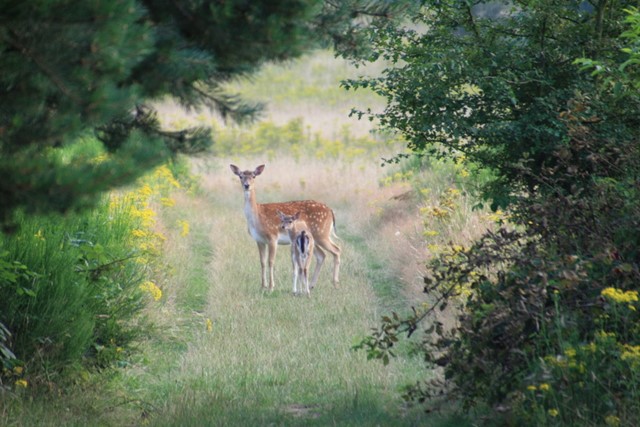 Afbeelding 1 | Wild spotten tijdens je wandeling: tips
