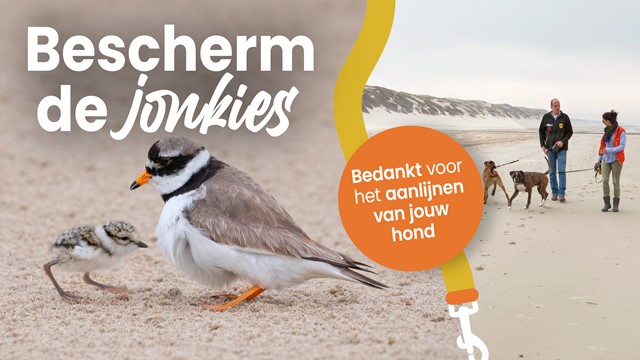 Hondenaandelijn Narrowcasting Lig