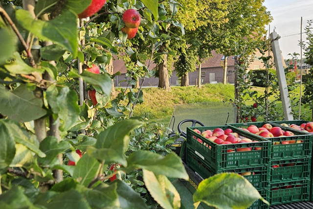 Appels Plukken Ol Diek