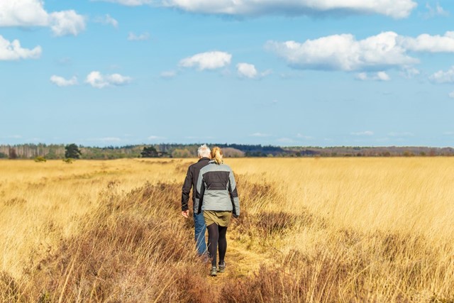 Wandelroute Fochteloërveen Uitkijktoren De Zeven
