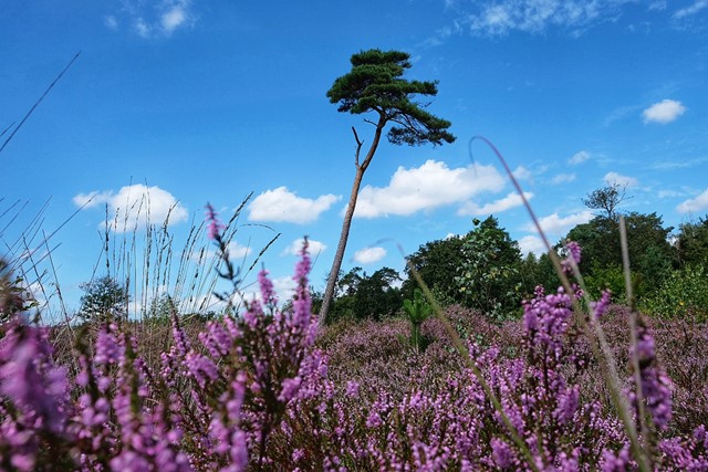 Paarse heide met een boom op de achtergrond, op de Strijbeekse Heide.