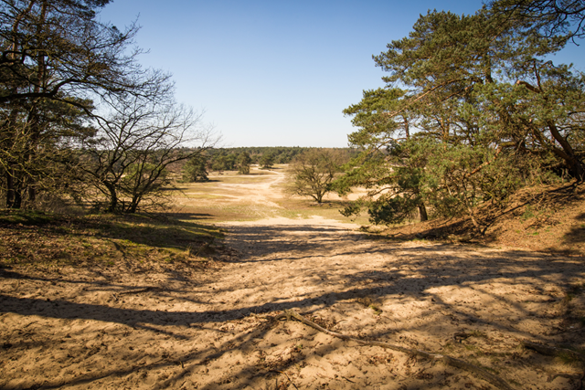 Wat Moet Je Doen Als Je Tijdens Je Wandeling Een Wolf Tegenkomt Nationaal Park De Hoge Veluwe
