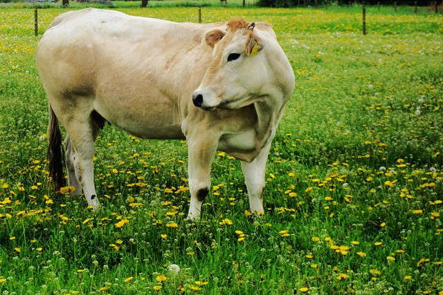 afbeelding van een koe in agrarisch gebied.