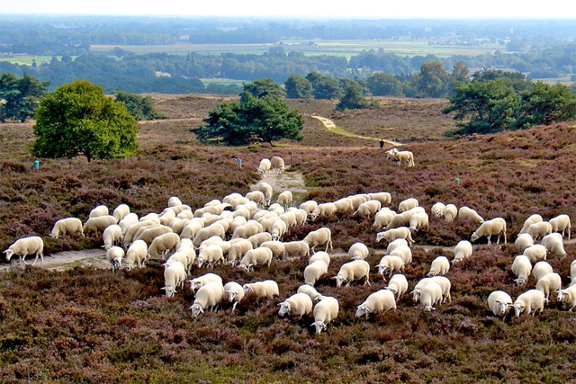 Schaapskudde op de Archemerberg 