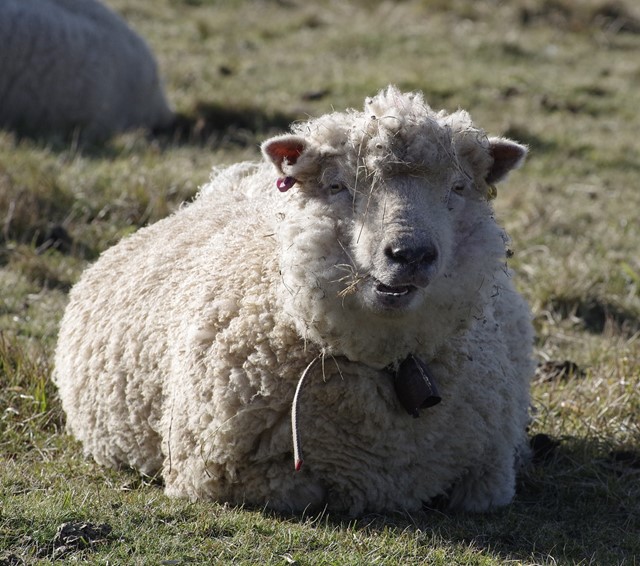 Merinowol is afkomstig van het merinoschaap
