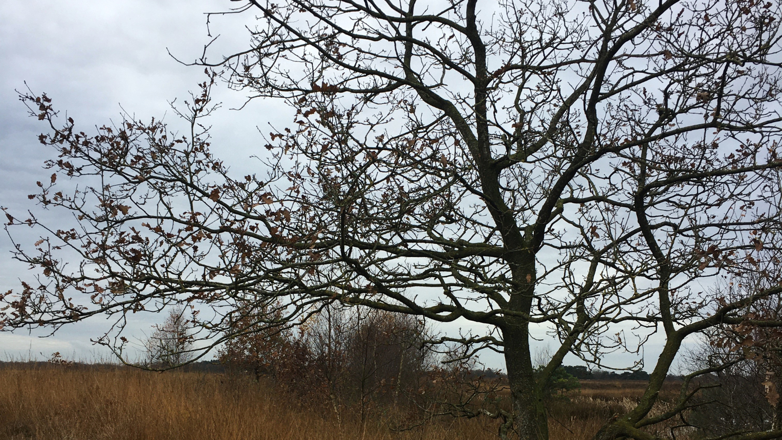 Pieterpad Etappe 4 Zuidlaren