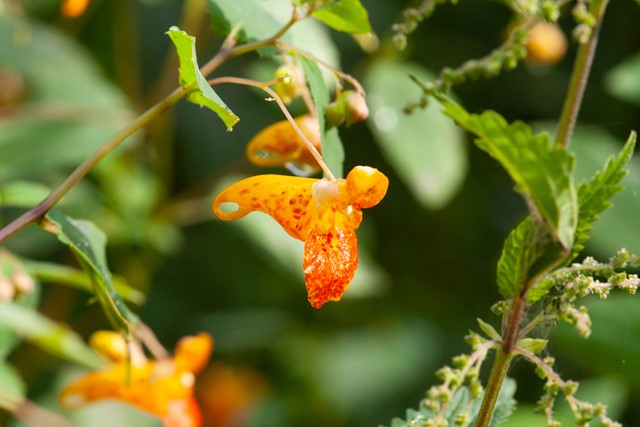 afbeelding van een oranje bloempje.