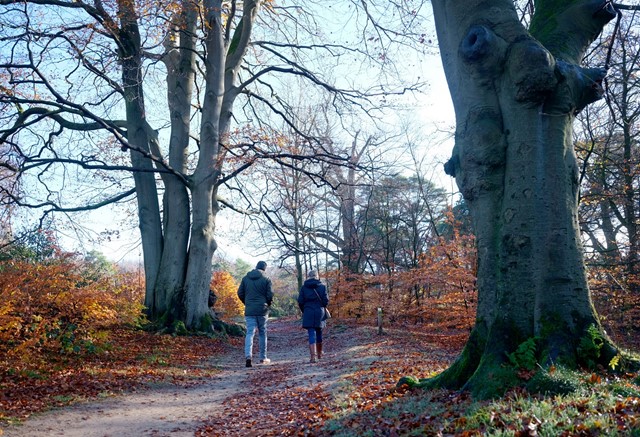 wandelen in bos