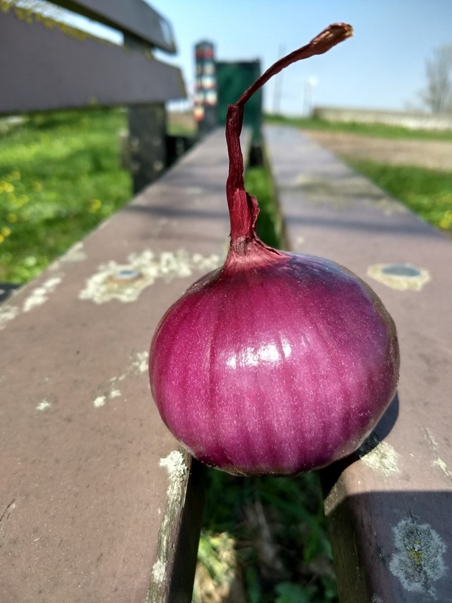 De ui op het wandelbankje