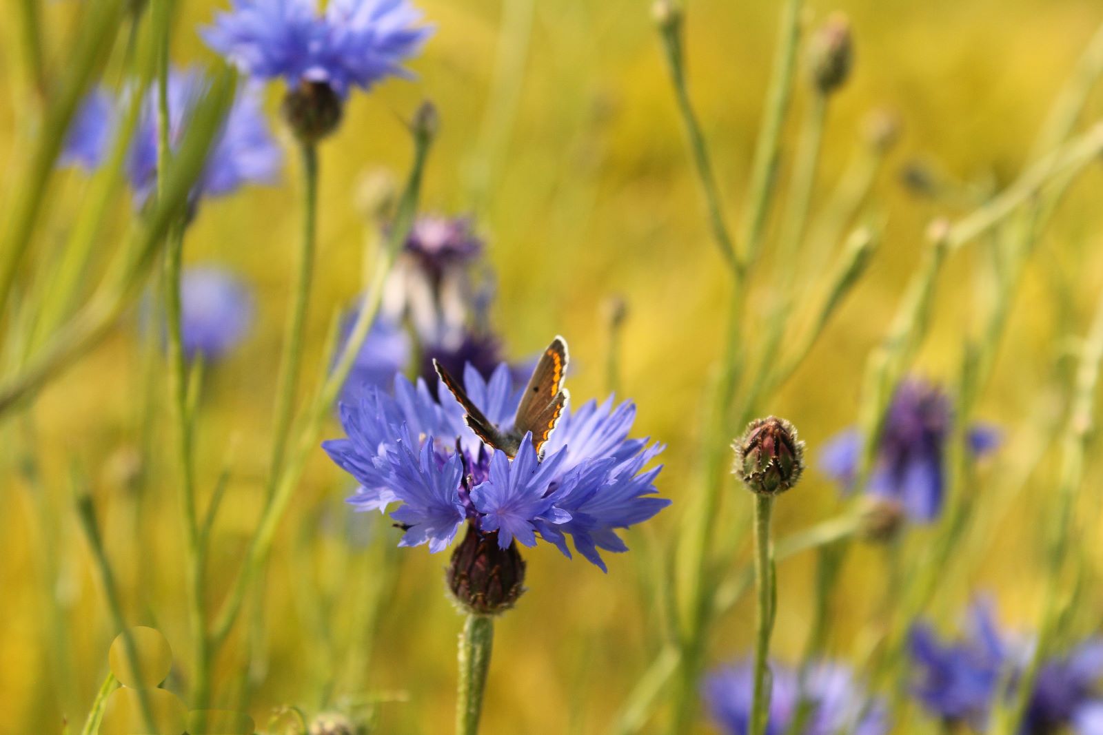 vlinder op een wilde korenbloem.