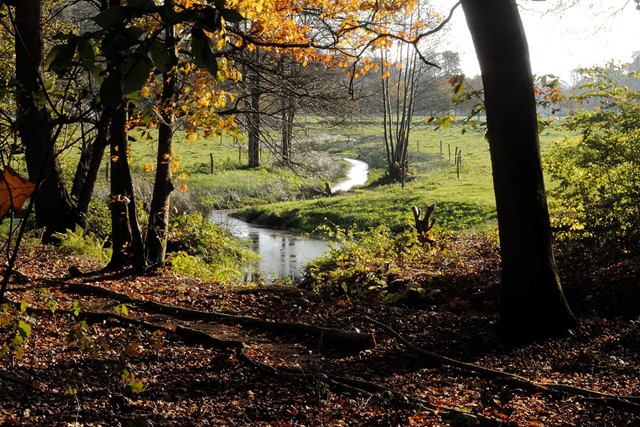 vanuit het bos zie je een kronkelend beekje in het gras.