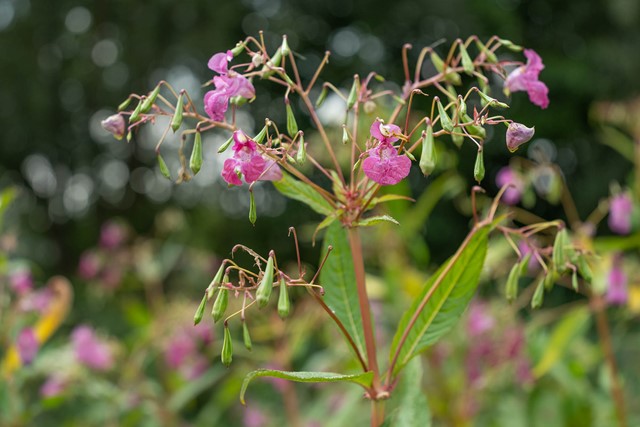 Springbalsemien in bloei met de kenmerkende roze kleur