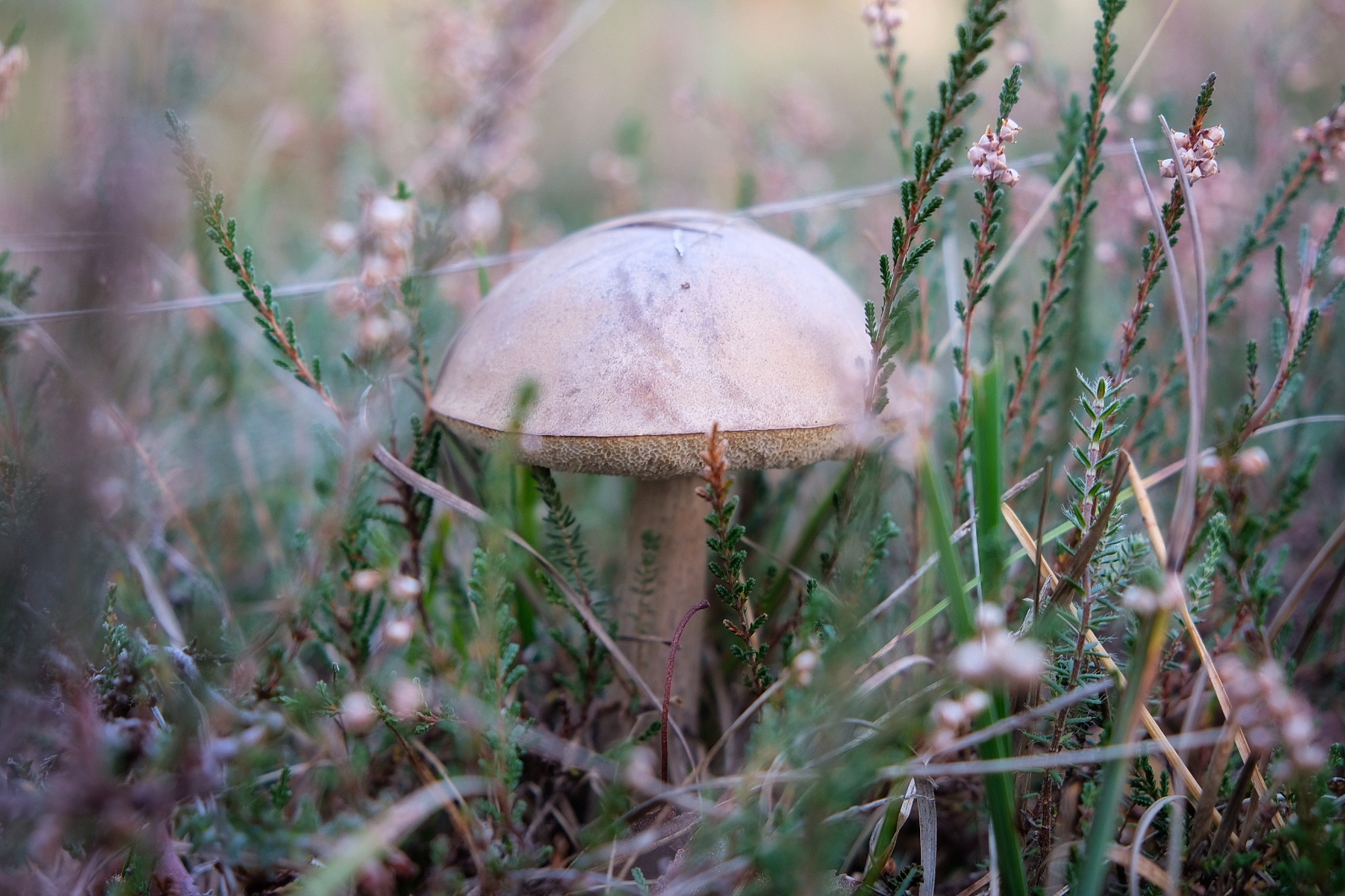 Vijf mooie paddenstoelenwandelingen in Nederland