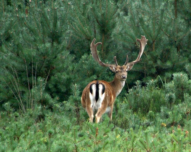 Hert in de natuur