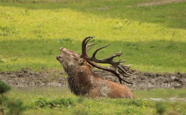 Afbeelding 2 |  Wild spotten tijdens je wandeling: tips